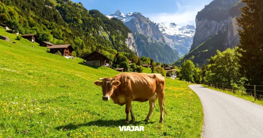 Una vaca paseando junto a un pueblito
