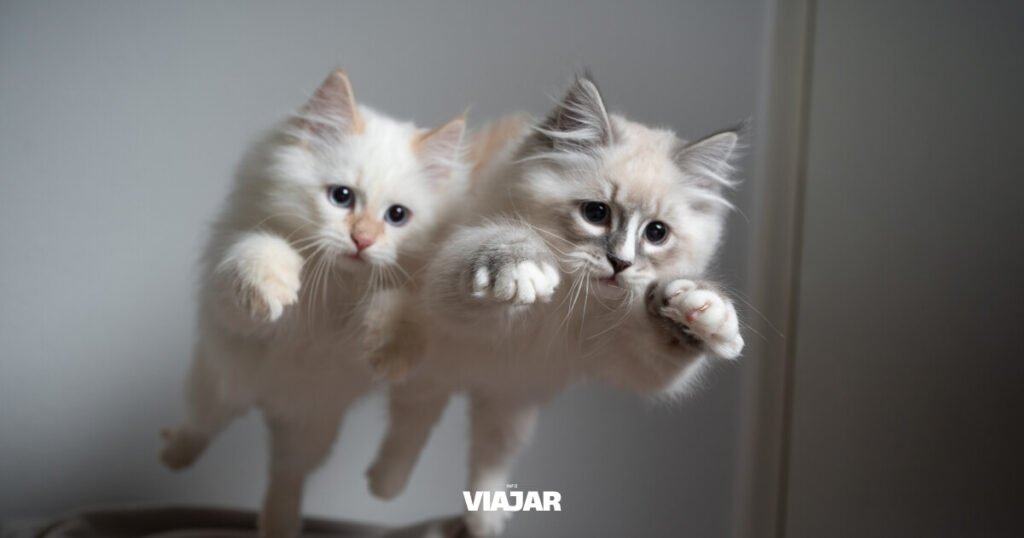 Así es como puedes vivir en una hermosa isla de Grecia haciendo un voluntariado en un santuario de gatos