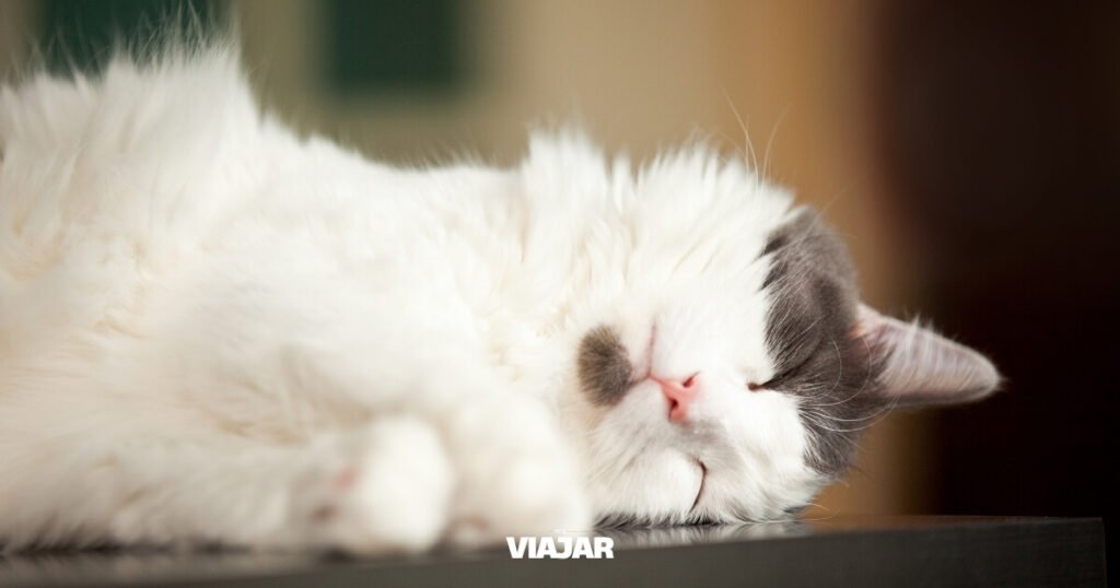 Así es como puedes vivir en una hermosa isla de Grecia haciendo un voluntariado en un santuario de gatos