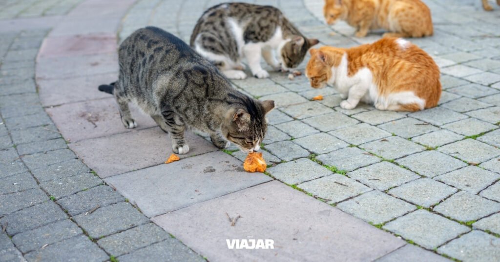 La isla donde viven más gatos que personas y se convirtió en atracción turística (Tashirojima)