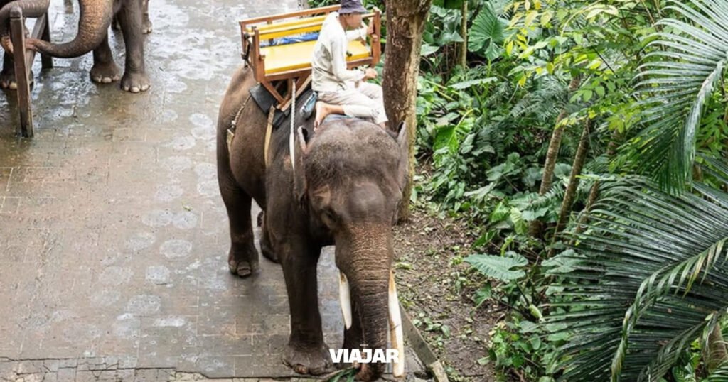 Indonesia prohibió los paseos en elefante en zoológicos y centros de conservación