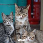 La isla donde viven más gatos que personas y se convirtió en atracción turística (Tashirojima)