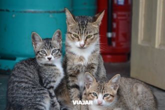 La isla donde viven más gatos que personas y se convirtió en atracción turística (Tashirojima)