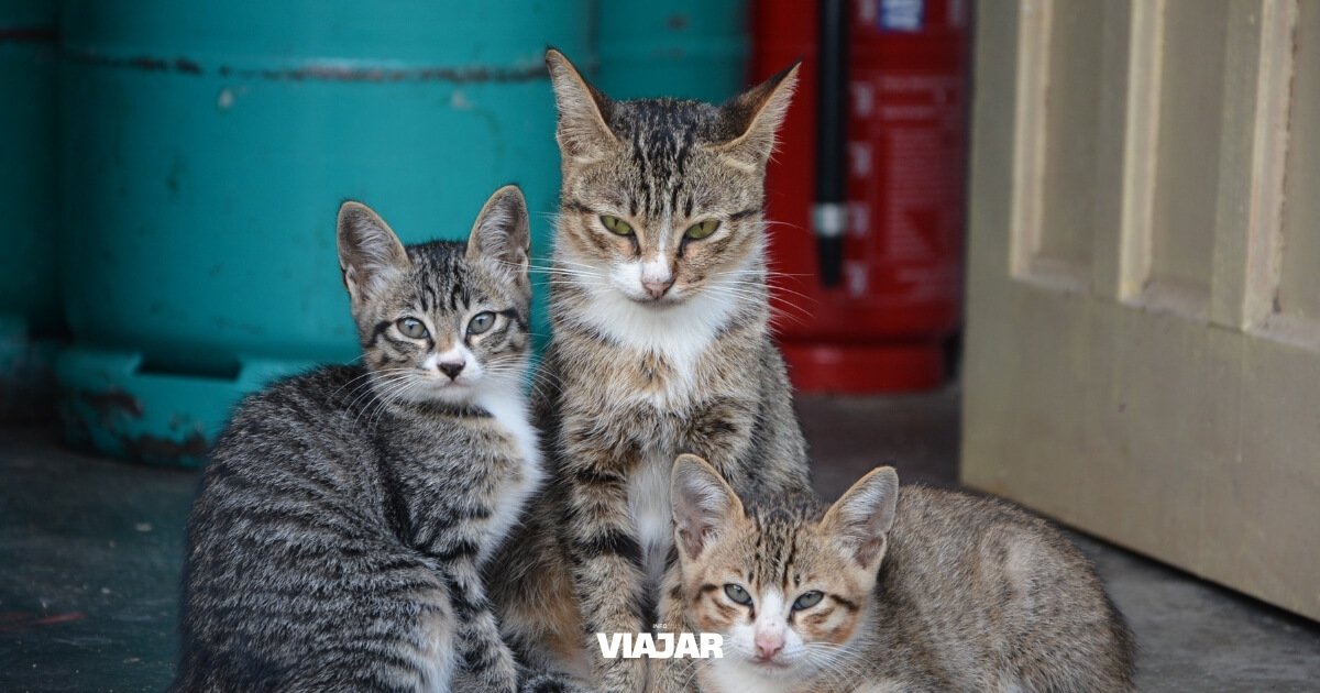 La isla donde viven más gatos que personas y se convirtió en atracción turística (Tashirojima)