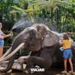 Indonesia prohibió los paseos en elefante en zoológicos y centros de conservación