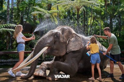 Indonesia prohibió los paseos en elefante en zoológicos y centros de conservación